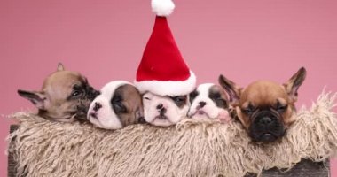 Güzel, küçük Fransızlar Noel şapkası takıyor, dinleniyor ve tatillerini kürklü ahşap bir kutuda birlikte geçiriyorlar.