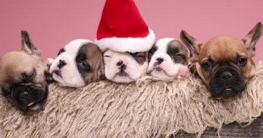 Bir sıra değerli köpek yavrusu dinleniyor, uyuyor, Noel şapkası takıyor ve kürklü ahşap bir kutuya uzanıyor.