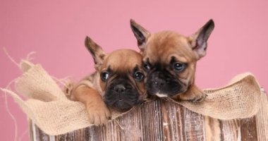 Tahta bir kutunun içinde çuval bezi dolduran iki sevimli kahverengi Fransız bulldog köpeği sallanıyor, yan yana bakıp, dillerini dışarı çıkarıyorlar.