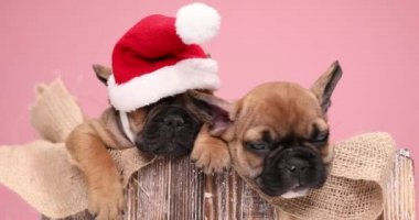 Noel şapkası takan ve tahta kutunun içinde çuval bezi üzerinde uyuyan tembel Noel Baba yardımcıları.