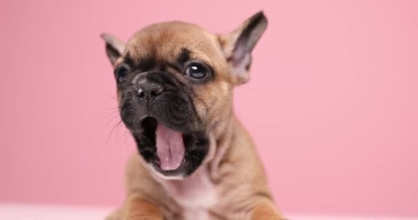 Pink Background Presenting Little Fawn French Bulldog Dog Looking Side — Stock Video