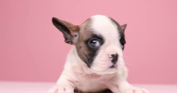 Cachorrinho Bulldog Francês Fundo Rosa Olhando Redor Curiosamente Procurando Andando — Vídeo de Stock