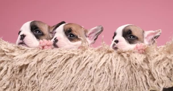 Extreem Schattige Franse Bulldog Honden Zich Veilig Voelen Rusten Slapen — Stockvideo