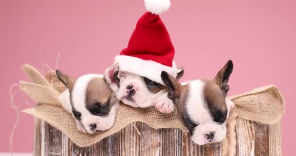vászontáska borító fadoboz tele három gyönyörű kölykök ünneplő karácsony együtt, pihenés és alvás