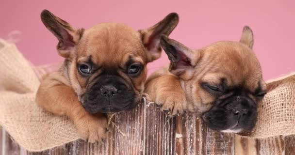 两对可爱的法国斗牛犬小狗休息着 互相舔舔着 在一个老式箱子里的背包里保护和休息着 — 图库视频影像