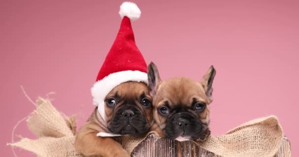 Adorable Pequeño Papá Noel Protegiendo Pequeño Ayudante Pasando Navidad Juntos — Vídeo de stock