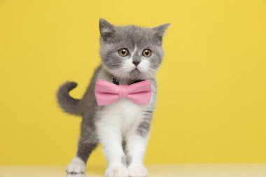 Şirin İngiliz kısa hava metis kedisi. Pembe arka plan giyen, büyük parlak gözleriyle başka tarafa bakıyor.