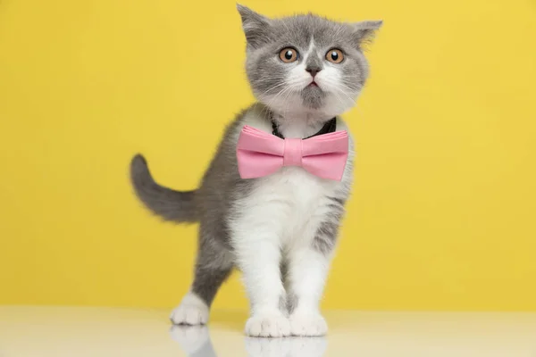 Niedliche Britische Kurzhaarkatze Metis Cat Schnüffelt Etwas Herum Und Ist — Stockfoto