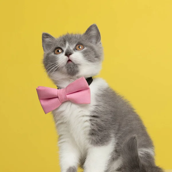 Pequeno Britânico Shorthair Gato Verificando Que Está Cima Vestindo Rosa — Fotografia de Stock