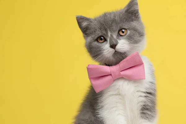 Портрет Красивої Британської Короткошерстої Кішки Яка Дивиться Вбік Носить Рожеву — стокове фото