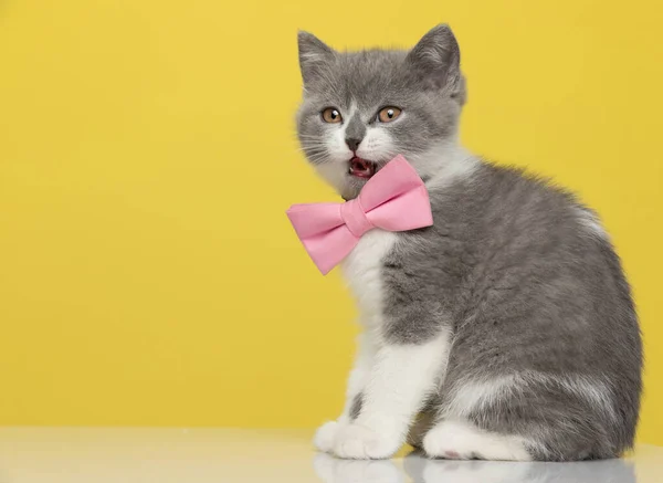 Αξιολάτρευτη Βρετανίδα Κοντή Γάτα Νιαουρίζει Φοράει Ένα Ροζ Παπιγιόν Και — Φωτογραφία Αρχείου