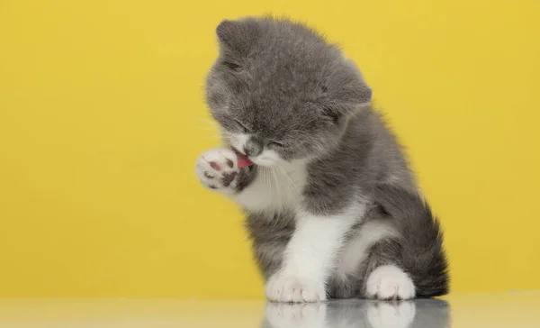 Cute British Shorthair Metis Cat Cleansing Herself Sitting Yellow Background — Stock Photo, Image