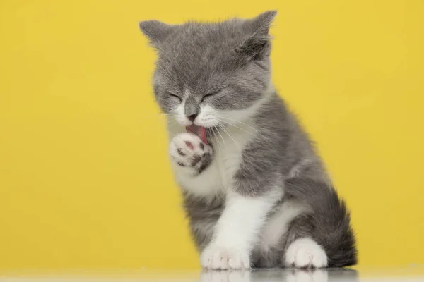 Dulce Británico Taquigrafía Gato Lamiendo Pata Sentado Sobre Amarillo Fondo — Foto de Stock