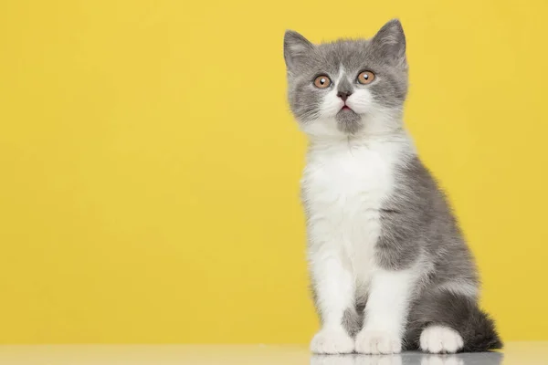 Прелестная Британская Короткошерстная Кошка Сидит Смотрит Заставляет Чувствовать Себя Удивленной — стоковое фото