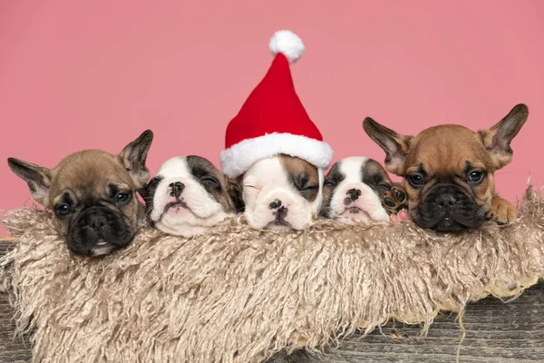 Caixa Madeira Peludo Segurando Uma Família Pequenos Cães Buldogue Franceses — Fotografia de Stock