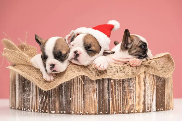 Adorable Grupo Tres Cachorros Bulldog Franceses Durmiendo Celebrando Navidad Juntos — Foto de Stock