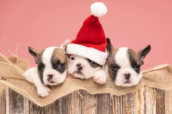 Adorável Francês Bulldog Cachorros Passar Natal Juntos Dormir Uma Caixa — Fotografia de Stock