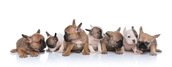 Schattige Familie Van Fransen Puppies Zoek Naar Kant Poseren Geïsoleerd — Stockfoto