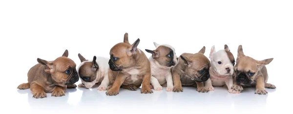 Adorável Família Frenchies Filhotes Olhando Para Lado Posando Isolado Fundo — Fotografia de Stock