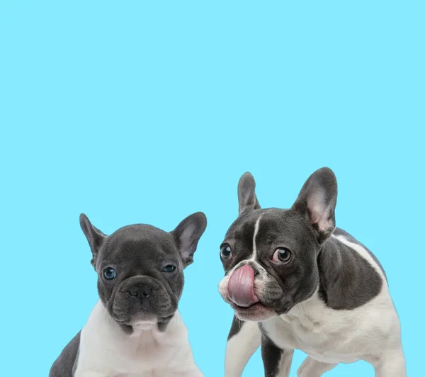 Francese Bulldog Leccare Naso Sonnolento Francese Bulldog Cucciolo Sfondo Blu — Foto Stock