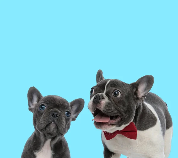 Opgewonden Franse Bulldog Hijgend Met Strikje Franse Bulldog Welp Nieuwsgierig — Stockfoto