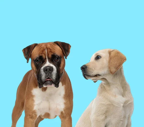 Dutiful Boxer Looking Forward Labrador Retriever Looking Blue Background — 스톡 사진