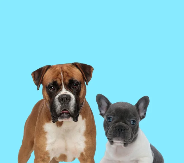 Dutiful Boxer French Bulldog Ourson Impatient Sur Fond Bleu — Photo