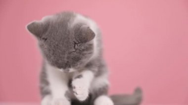 Kıymetli İngiliz Shortair bebek kedisi kürk, pençe ve temizlik yalıyor, yan yana bakıyor ve stüdyoda pembe arka planda oturuyor.