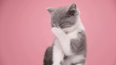 Oturmuş gri ve beyaz İngiliz kısa hava kedisi pençelerini kaldırıyor, stüdyoda pembe arka planda kürkü yalayıp temizliyor.