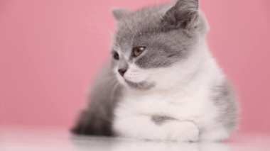 Stüdyoda pembe arka plana uzanmak isteyen tembel İngiliz kısa hava kedisi.