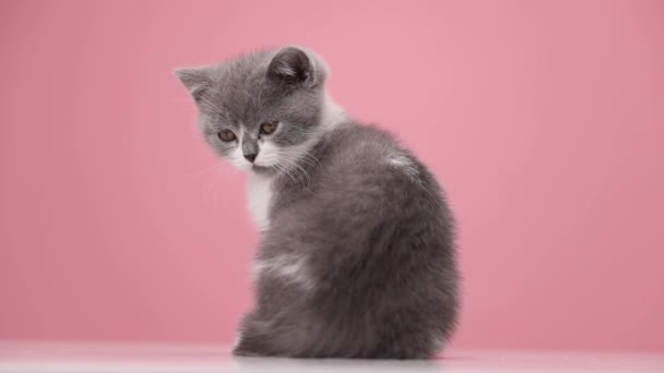 在演播室里 可爱的英国短毛猫轮流坐在粉色背景上的倒影 — 图库视频影像