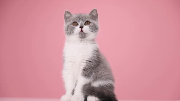 可愛いイギリスのショートヘアの子猫がスタジオでピンクの背景に座って — ストック動画