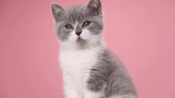 Líný Malý Britský Krátkosrstý Kotě Sedí Rozhlíží Růžové Pozadí Studiu — Stock video