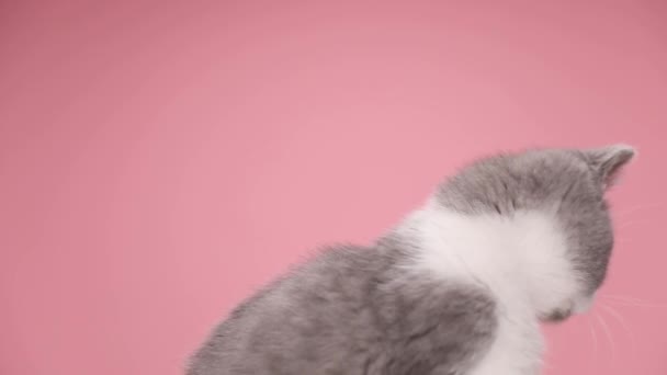 可爱的英国小猫咪打呵欠 一边看一边坐在工作室的粉红背景上 — 图库视频影像