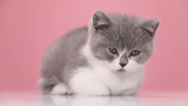 Rozkošná Britská Krátkosrstá Kočka Ležící Odpočívající Sledující Pohybující Růžovém Pozadí — Stock video