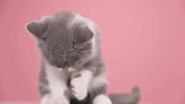 Kostbare Britse Steno Baby Kat Likken Vacht Poten Schoonmaken Kijken — Stockvideo