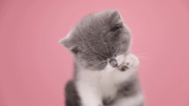 Adorable British Shorthair Kitty Licking Paws Fur Cleaning Sitting Pink — Stock Video