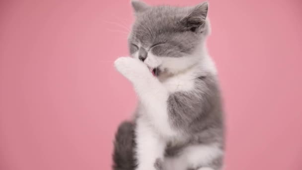 lovely small British shorthair baby cat cleaning, licking paws and fur and sitting on pink background in studio