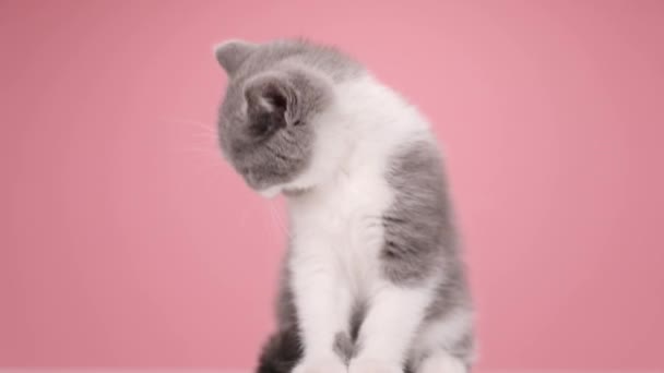 漂亮的英国短毛猫 擦着毛皮和爪子 侧身坐在画室粉红的背景上 — 图库视频影像
