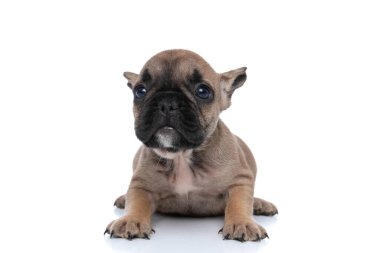 Şirin Fransız bulldog köpeği köpek yavrusu gibi bakıyor ve beyaz arka plana yaslanıyor.