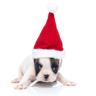 Beyaz ve geyik yavrusu, beyaz arka planda Noel Baba 'nın şapkasını takan buldog.