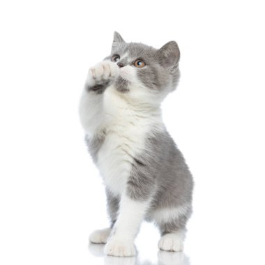 Tatlı İngiliz Shortair kedisi patisiyle ve arka ayaklarının üzerinde duran bir şeye ulaşmaya çalışıyor. 