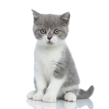 Küçük tatlı İngiliz kısa hava kedisi beyaz arka planda oturup kameraya bakıyor.