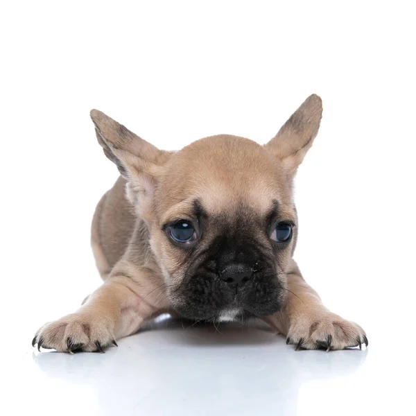 Kleine Französische Bulldogge Streckt Ihre Pfoten Und Legt Sich Vor — Stockfoto