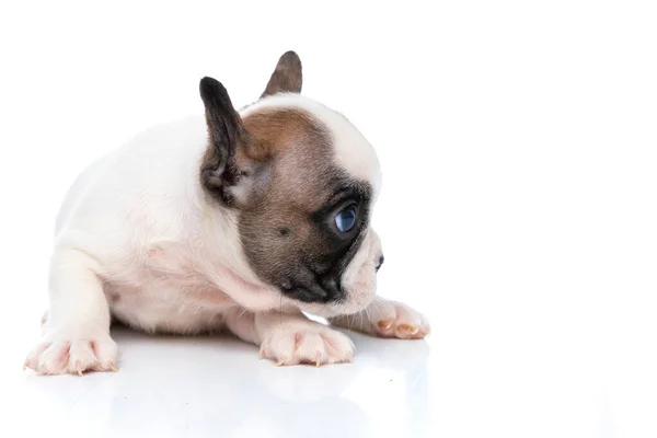 Adorable French Bulldog Dog Lying Camera Looking His Side White — Stock Photo, Image