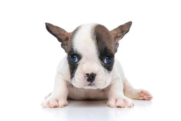 Bonito Francês Bulldog Cão Deitado Olhando Para Câmera Contra Branco — Fotografia de Stock