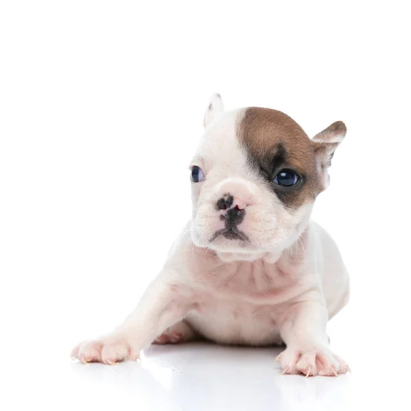 Slaperige Franse Bulldog Ligt Neer Weg Kijken Tegen Witte Achtergrond — Stockfoto