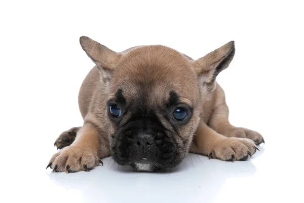 Kleine Französische Bulldogge Ruht Mit Dem Kopf Auf Dem Boden — Stockfoto