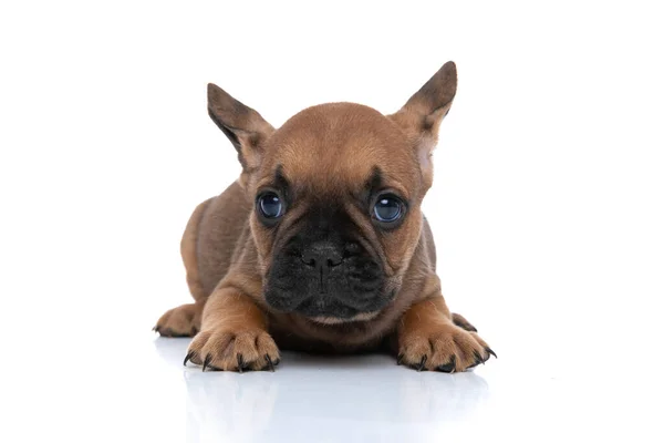 Entzückende Französische Bulldogge Mit Rehfell Schaut Mit Großen Augen Weg — Stockfoto