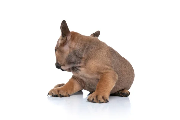 Fawn French Bulldog Dog Hiding His Face Camera Sitting White — Stock Photo, Image